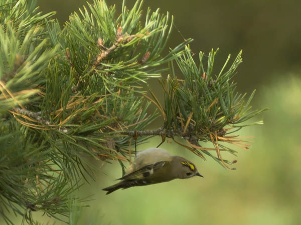 Hippiäinen, Goldcrest, Regulus regulus